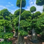 Nan’an aerial roots(ficus)