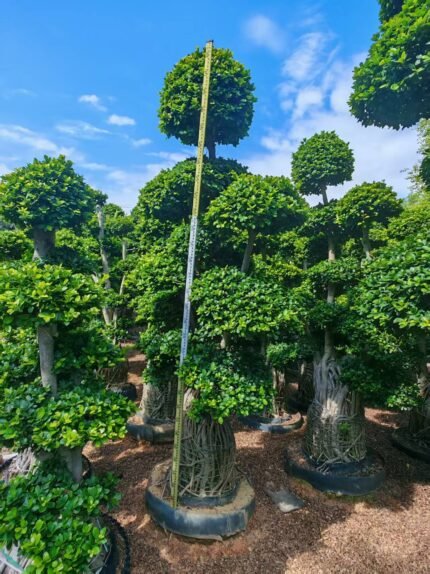 Nan’an aerial roots(ficus)