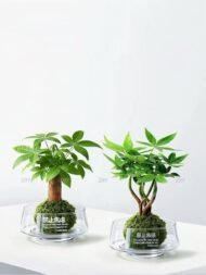 Braided Pachira Aquatica Moss Ball Bonsai - Image 3