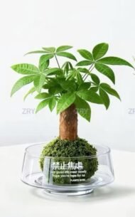 Braided Pachira Aquatica Moss Ball Bonsai - Image 2