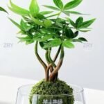 Braided Pachira Aquatica Moss Ball Bonsai