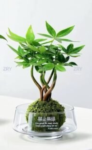 Braided Pachira Aquatica Moss Ball Bonsai