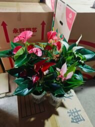Premium Hydroponic Anthurium Andraeanum (Flamingo Flower) — изображение 4