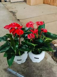 Premium Hydroponic Anthurium Andraeanum (Flamingo Flower)