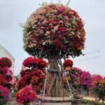 Multi-color Shaped Bougainvillea Bonsai