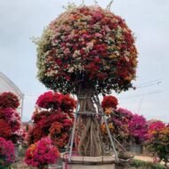 Multi-color Shaped Bougainvillea Bonsai