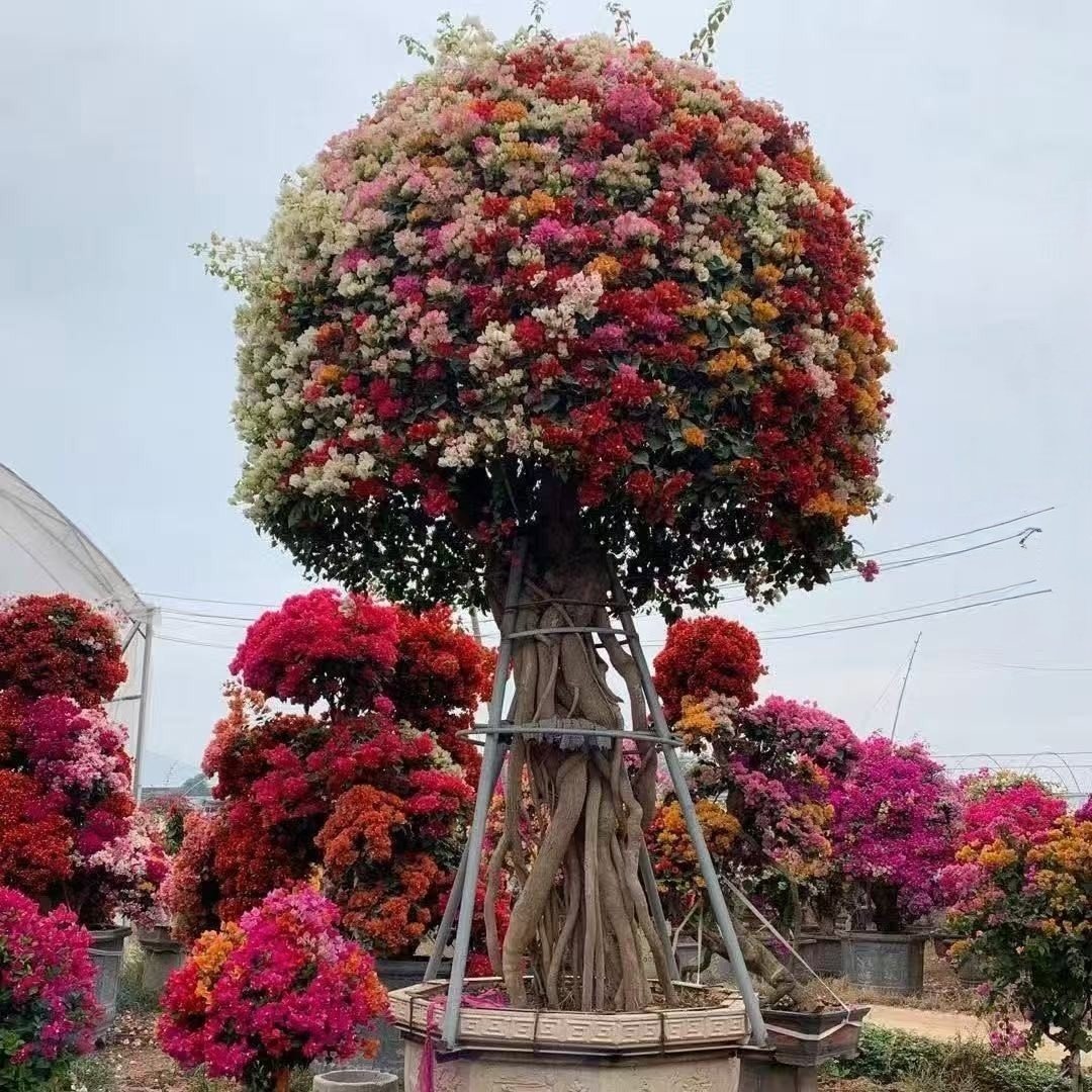 微信图片_20260724170843_860_2 Multi-color Shaped Bougainvillea Bonsai - Image 1