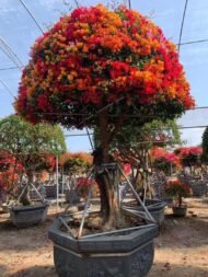 Multi-color Shaped Bougainvillea Bonsai - Image 2