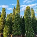 Premium Sculpted Podocarpus‑Pyramid Shape