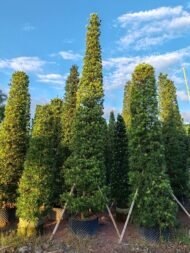 Premium Sculpted Podocarpus‑Pyramid Shape