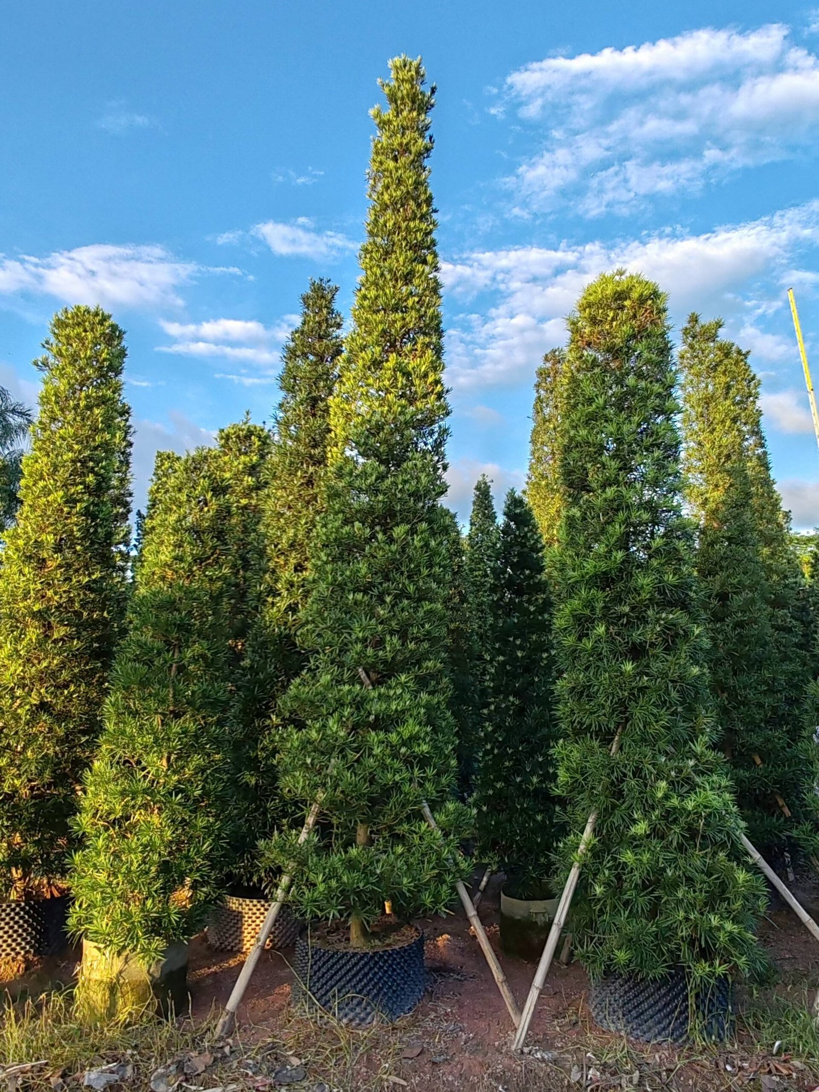微信图片_20260724184339_882_2 Premium Sculpted Podocarpus‑Pyramid Shape - Image 1