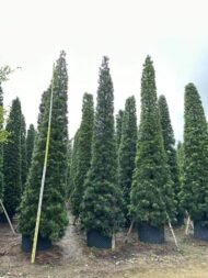 Premium Sculpted Podocarpus‑Pyramid Shape - Image 2