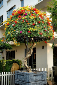 Multi-color Shaped Bougainvillea Bonsai - Image 3