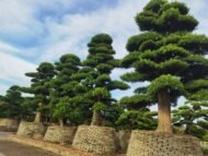 Layered Sculptured Podocarpus Macrophyllus Bonsai - Image 4