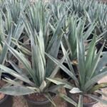 Potted Agave