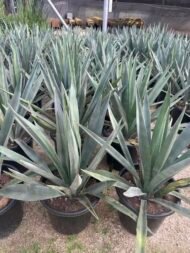 Potted Agave