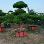 Layered Sculptured Podocarpus Macrophyllus Bonsai