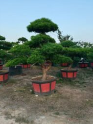 Layered Sculptured Podocarpus Macrophyllus Bonsai
