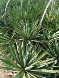 Potted Agave - Image 2