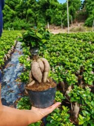 Ginseng Ficus Bonsai - Image 2