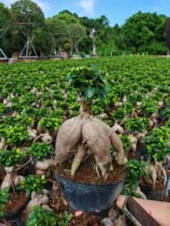 Ginseng Ficus Bonsai - Image 3
