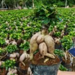 Ginseng Ficus Bonsai