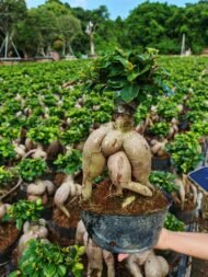 Ginseng Ficus Bonsai