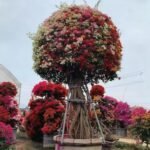 Multi-color Shaped Bougainvillea Bonsai