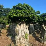 Premium Sculpted Ficus ‑ Nan’an Root Style
