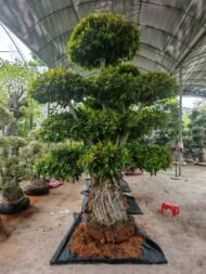 Premium Sculpted Ficus‑Tiered Form