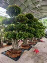 Premium Sculpted Ficus‑Tiered Form - Image 2