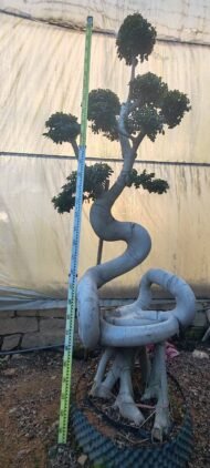 Premium Sculpted Ficus - Image 3