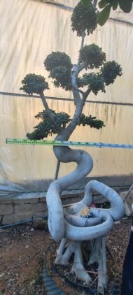 Premium Sculpted Ficus - Image 4