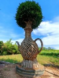 Premium High‑End Sculpted Ficus ‑ Wine‑Pot Shape - Image 2