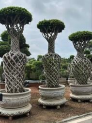 High‑End Vase‑Shape Sculpted Ficus - immagine 2
