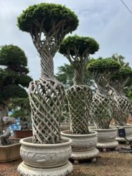 High‑End Vase‑Shape Sculpted Ficus