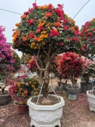 High‑End Premium Grafted Multi‑Color Bougainvillea Bonsai - immagine 3