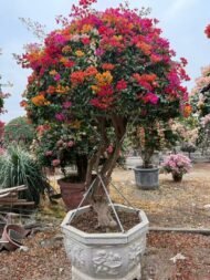 High‑End Premium Grafted Multi‑Color Bougainvillea Bonsai - immagine 2