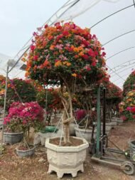 High‑End Premium Grafted Multi‑Color Bougainvillea Bonsai