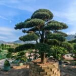 Premium Sculpted Podocarpus Bonsai