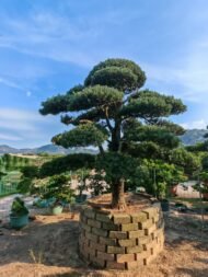 Premium Sculpted Podocarpus Bonsai