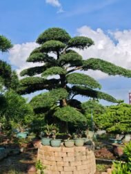 Premium Sculpted Podocarpus Bonsai - Image 3