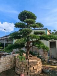Premium Sculpted Podocarpus Bonsai - Image 2