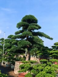 High‑End Premium Sculpted Podocarpus Macrophyllus Bonsai - 图片 2