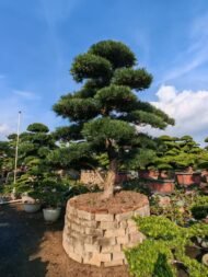 High‑End Premium Sculpted Podocarpus Macrophyllus Bonsai – Image 4