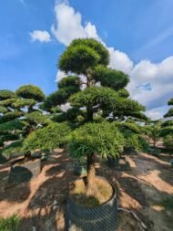 High‑End Premium Sculpted Podocarpus Macrophyllus Bonsai – Image 3