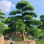 High‑End Premium Sculpted Podocarpus Macrophyllus Bonsai