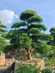 High‑End Premium Sculpted Podocarpus Macrophyllus Bonsai