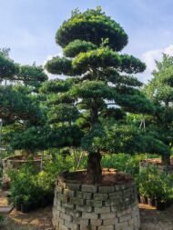 High‑End Premium Sculpted Podocarpus Macrophyllus Bonsai – Image 2