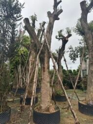 Premium Erythrina Crista‑Galli - Image 4